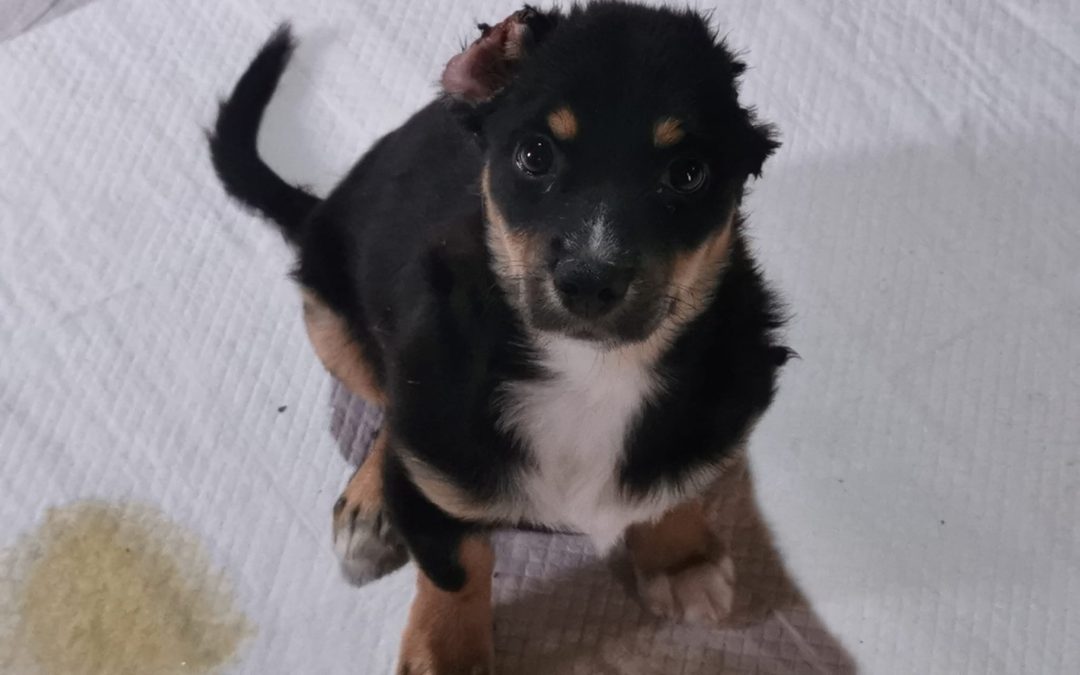 Update Notfall-Welpe Theo ist inzwischen vermittelt!