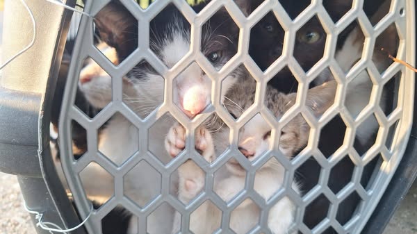 9 Katzen eingepfercht und ausgesetzt