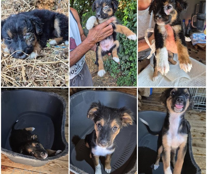 UPDATE – Notfall-Welpe