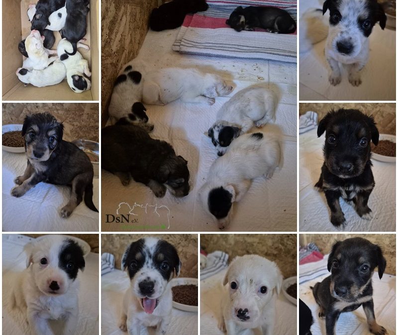 UPDATE – 12 winzige Welpen und Kätzchen ausgesetzt