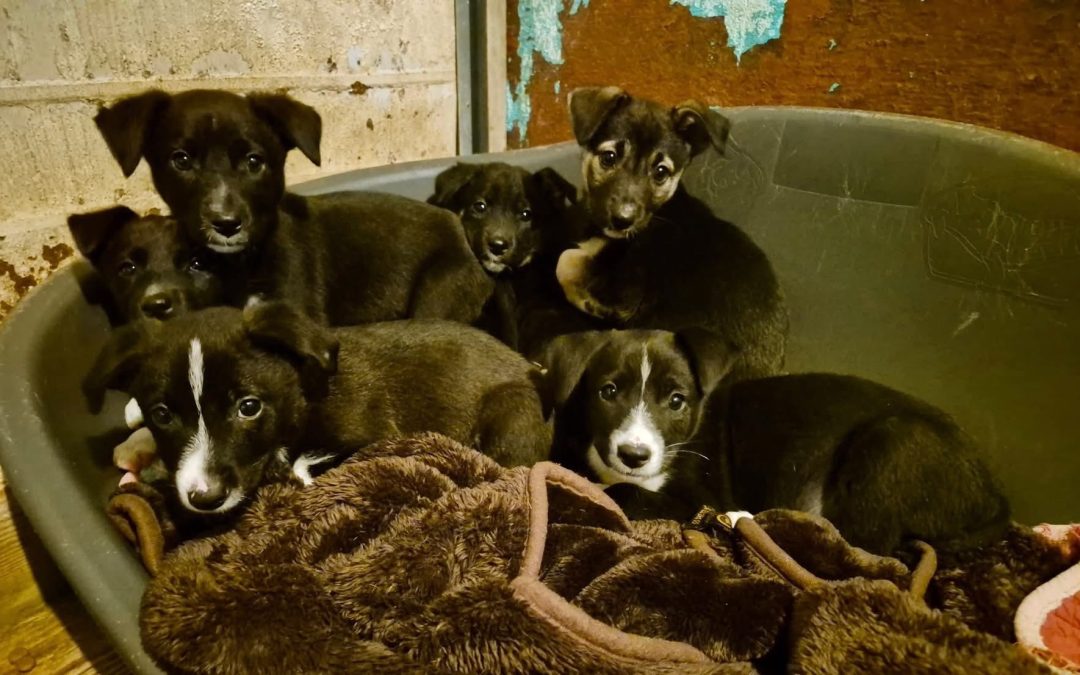 Ausgesetzte Welpen