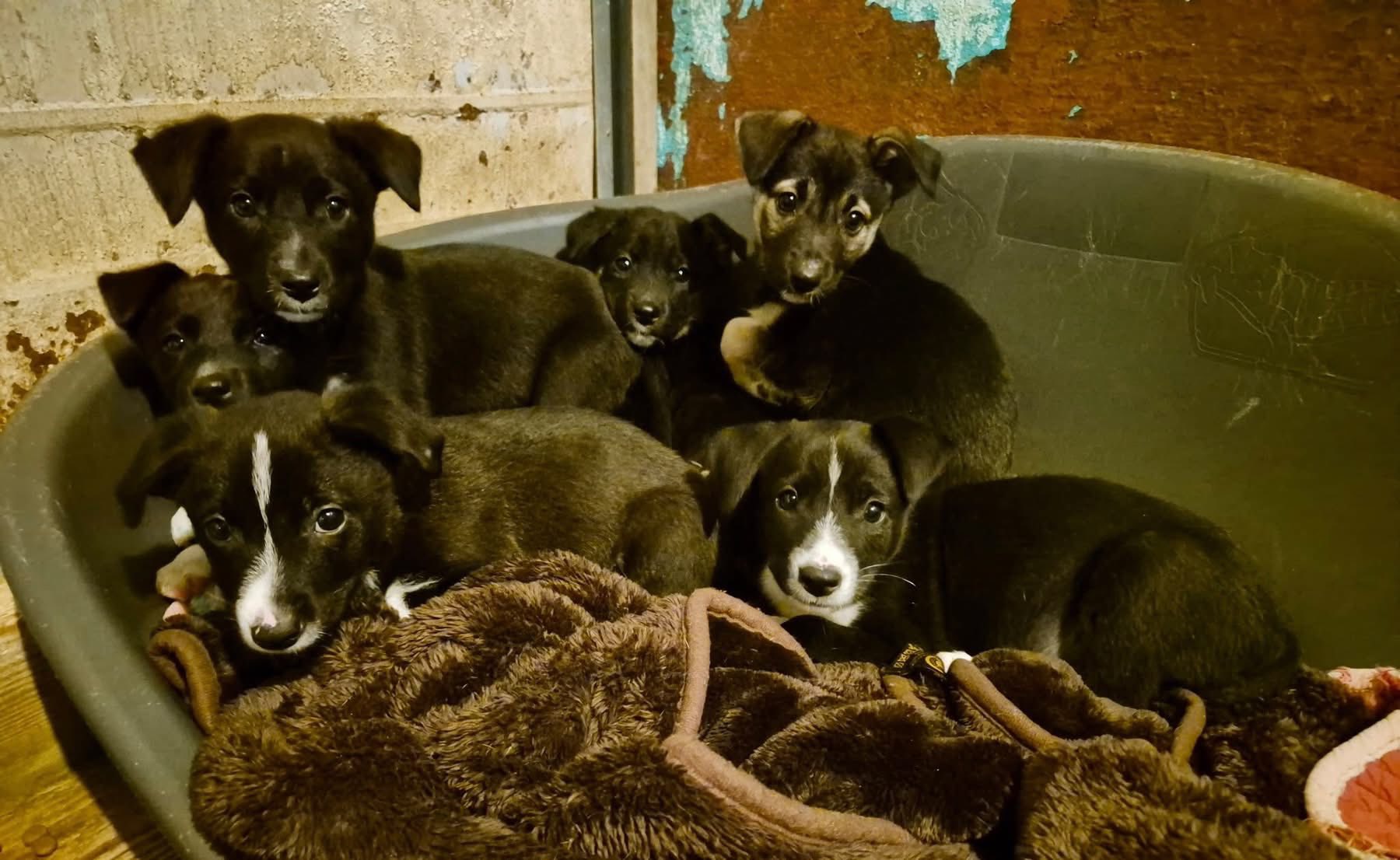 Ausgesetzte Welpen