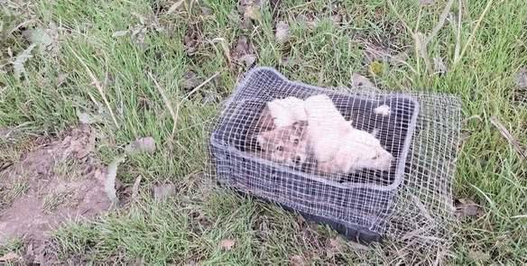 Schon wieder ausgesetzte Welpen