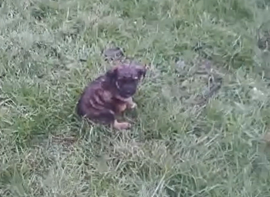 Ausgesetzter Welpe – noch ganz klein und allein